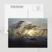 Zee Oats, Anna Marie Island Briefkaart (Voorkant / Achterkant)