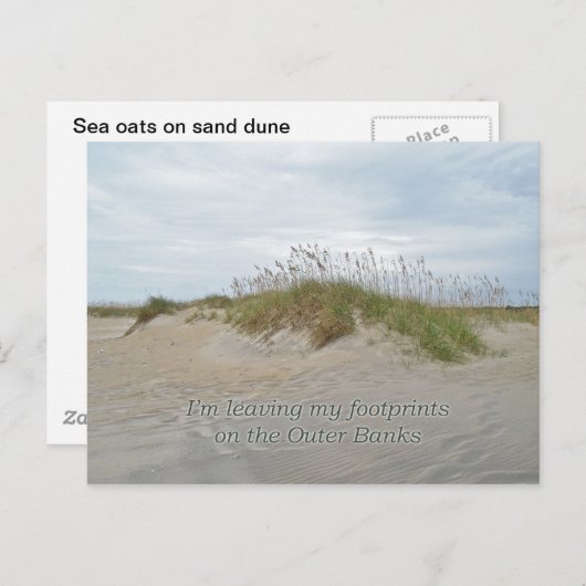 Zee Oats on Sand Dune Outer Banks NC Briefkaart (Voorkant / Achterkant)