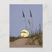 Zee Oats Uniola paniculata), met zand Briefkaart (Voorkant)