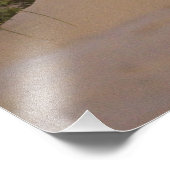 Zee Oats Uniola paniculata), met zand Foto Afdruk (Hoek)