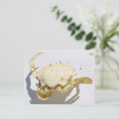 Zee Ocean Crab Shell Creater Briefkaart (Staand voorkant)