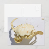 Zee Ocean Crab Shell Creater Briefkaart (Voorkant / Achterkant)