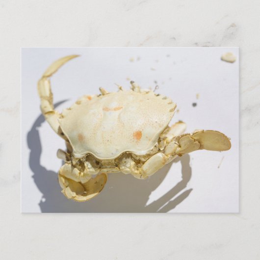 Zee Ocean Crab Shell Creater Briefkaart (Voorkant)