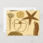 Zee onder water briefkaart (Voorkant / Achterkant)