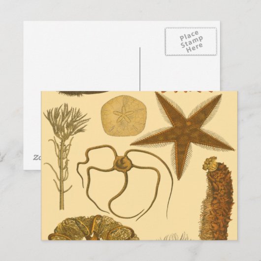 Zee onder water briefkaart (Voorkant / Achterkant)