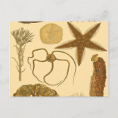 Zee onder water briefkaart (Voorkant)
