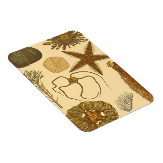 Zee onder water magneet (Rechterzijde)