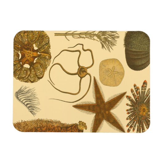 Zee onder water magneet (Horizontaal)