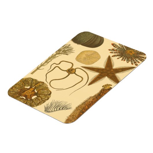 Zee onder water magneet (Linkerzijde)