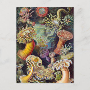  Zee onderwater Anemones door Ernst Haeckel Briefkaart