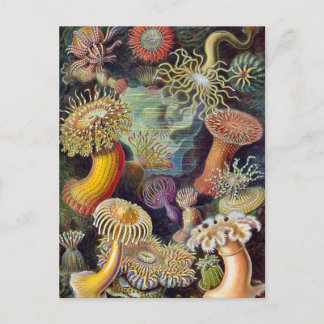  Zee onderwater Anemones door Ernst Haeckel Briefkaart