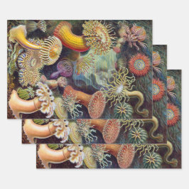 Zee onderwater Anemones door Ernst Haeckel Inpakpapier Vel