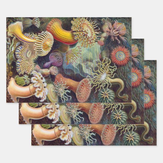 Zee onderwater Anemones door Ernst Haeckel Inpakpapier Vel (Set)