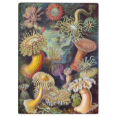  Zee onderwater Anemones door Ernst Haeckel Klembord (Achterkant)
