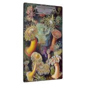 Zee onderwater Anemones door Ernst Haeckel Klembord (Rechts)