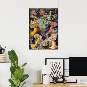 Zee onderwater Anemones door Ernst Haeckel Poster