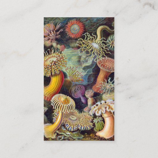 Zee onderwater Anemones door Ernst Haeckel Visitekaartje (Achterkant)