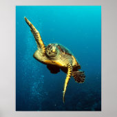 Zee onderwater schildpad poster (Voorkant)
