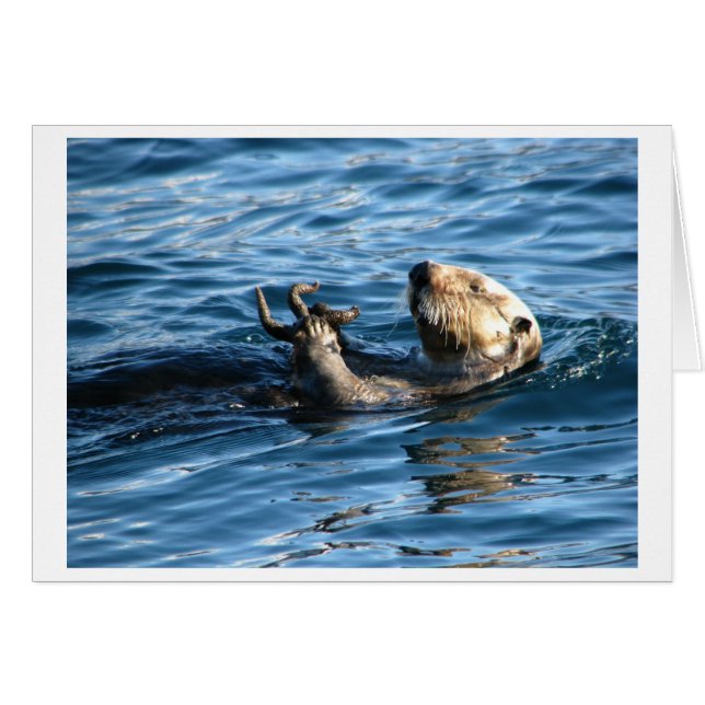 Zee Otter (Voorkant Horizontaal)