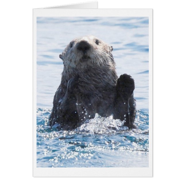 zee otter (Voorkant)
