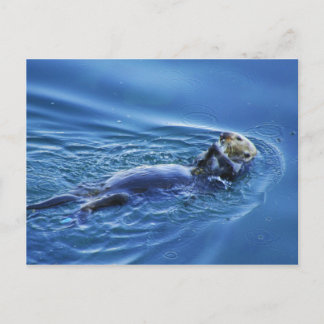 Zee Otter Briefkaart