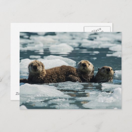 Zee Otter Briefkaart (Voorkant / Achterkant)