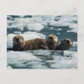 Zee Otter Briefkaart (Voorkant)