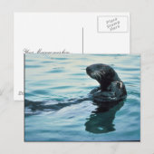 Zee Otter Briefkaart (Voorkant / Achterkant)