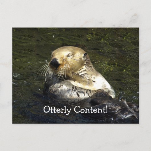 Zee Otter Briefkaart (Voorkant)