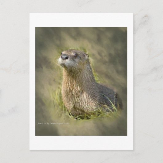 Zee otter-Briefkaarten Briefkaart (Voorkant)