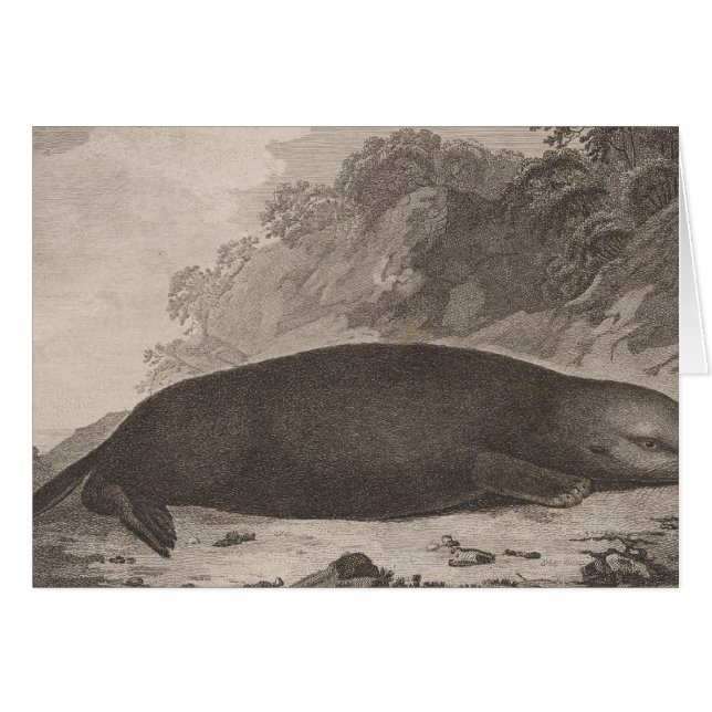 Zee otter, Brits-Columbia (Voorkant Horizontaal)