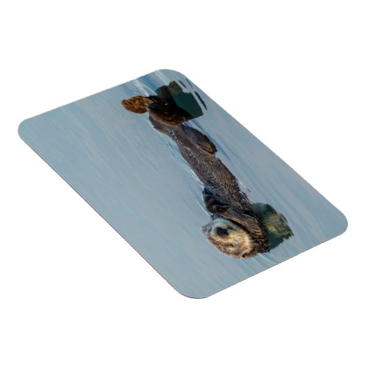 Zee otter die op de rug drijft magneet (Rechterzijde)