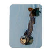 Zee otter die op de rug drijft magneet (Verticaal)