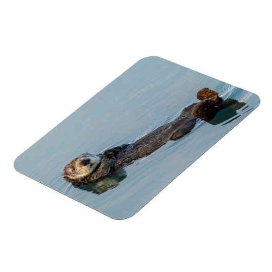 Zee otter die op de rug drijft magneet (Linkerzijde)