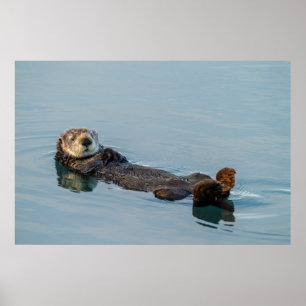Zee otter die op de rug drijft poster