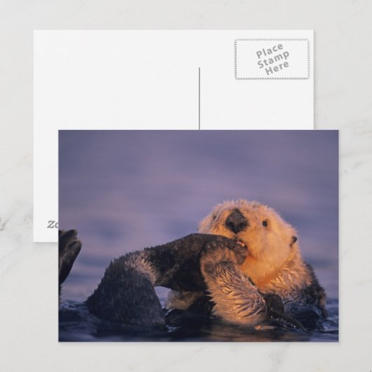 Zee Otter, Enhydra lutris Briefkaart (Voorkant / Achterkant)