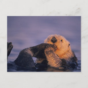 Zee Otter, Enhydra lutris Briefkaart