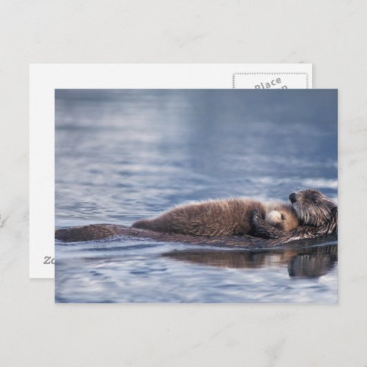 zee otter, Enhydra lutris lutris Briefkaart (Voorkant / Achterkant)