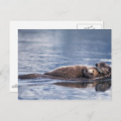 zee otter, Enhydra lutris lutris Briefkaart (Voorkant / Achterkant)