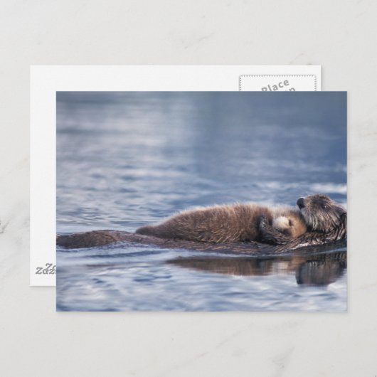 zee otter, Enhydra lutris lutris Briefkaart (Voorkant / Achterkant)