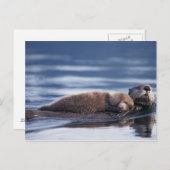 zee otter, Enhydra lutris lutris Briefkaart (Voorkant / Achterkant)