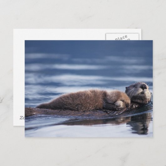 zee otter, Enhydra lutris lutris Briefkaart (Voorkant / Achterkant)