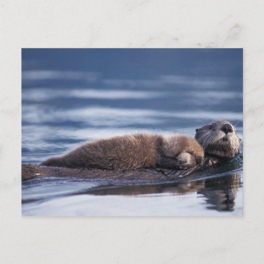 zee otter, Enhydra lutris lutris Briefkaart (Voorkant)