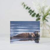 zee otter, Enhydra lutris lutris Briefkaart (Staand voorkant)