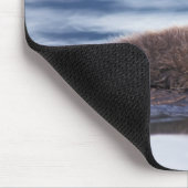 zee otter, Enhydra lutris lutris Muismat (Hoek)