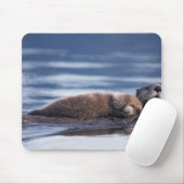 zee otter, Enhydra lutris lutris Muismat (Met muis)