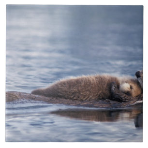 zee otter, Enhydra lutris lutris Tegeltje