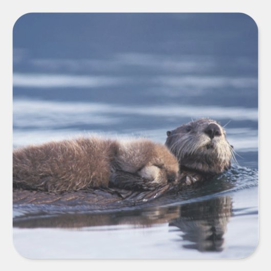 zee otter, Enhydra lutris lutris Vierkante Sticker (Voorkant)