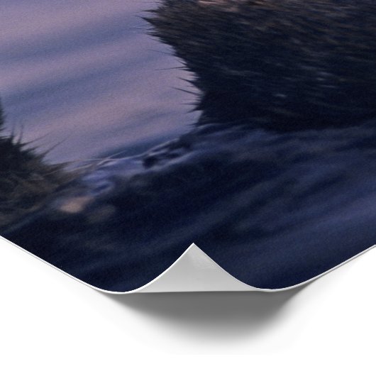 Zee Otter, Enhydra lutris Poster (Hoek)