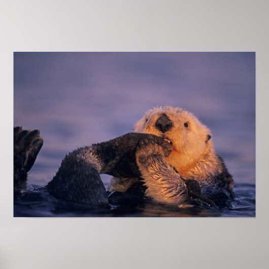 Zee Otter, Enhydra lutris Poster (Voorkant)